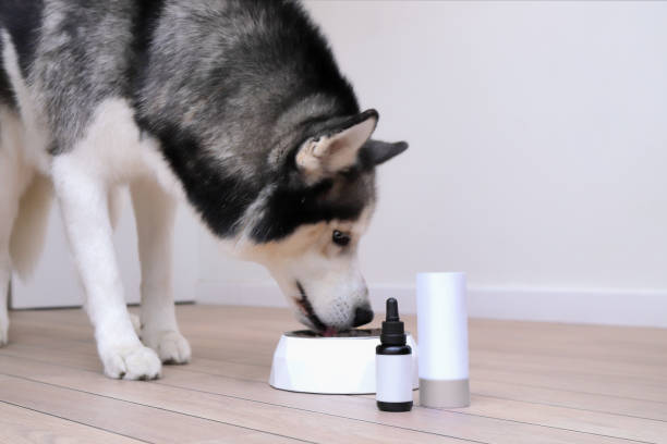 Husky dog eating healthy food with suppliments from bow, bottle mockup