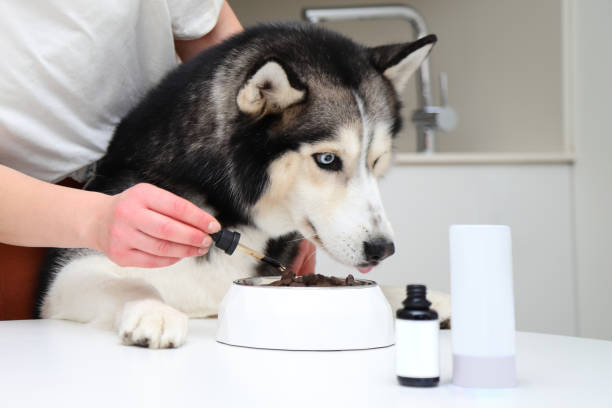 Husky dog eating healthy food with suppliments from bow, bottle mockup