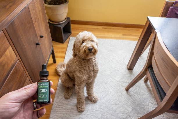 Administering Cannabis CBD, cannabidiol oil directly to a Goldendoodle dog at home.