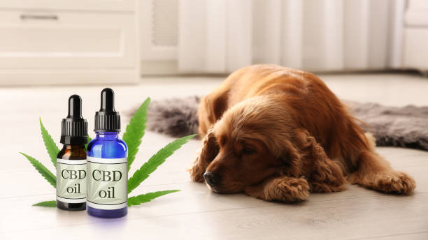 Can I give my dog human CBD oil