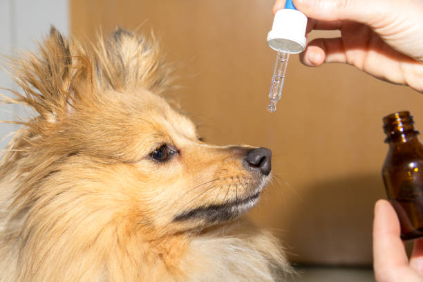 a shetland sheepdog dog takes his medicine