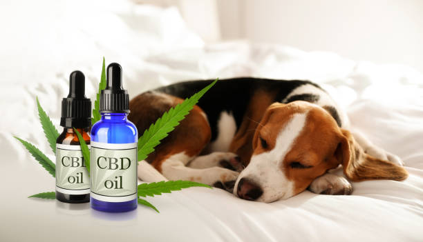 Bottles of CBD oil and cute dog sleeping on bed