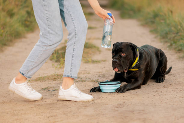 Thirsty dog lying next to travel bowl on dirt road. Woman holding water bottle near pet on country road