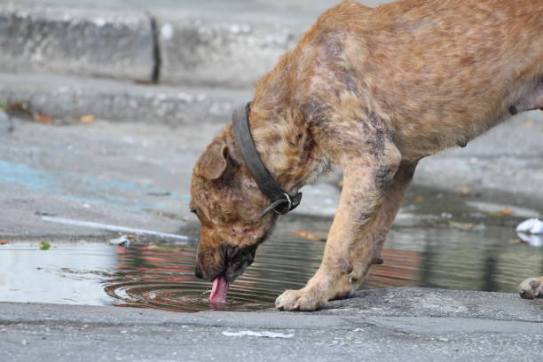 Hund säuft aus Pfütze