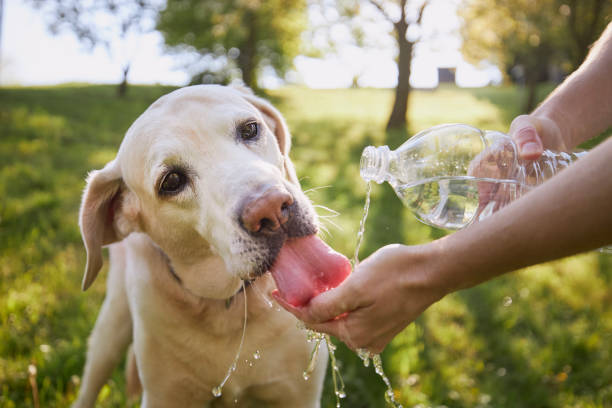 How Long Can a Dog Go Without Water