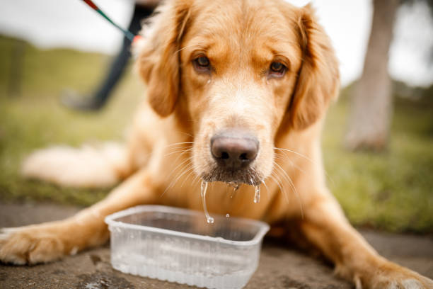 Golden retriever dog drinking water.