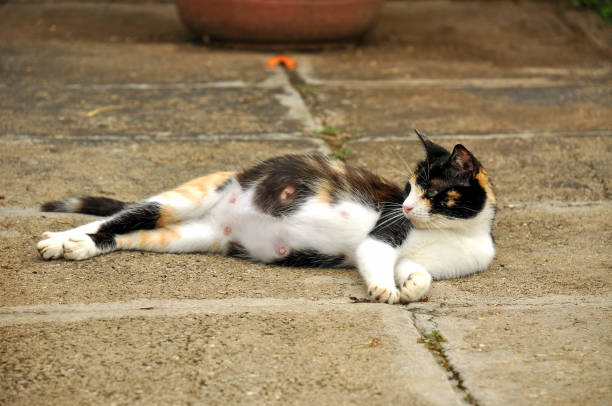 Obviously pregnant cat sprawled on the ground, she gave birth the next day.