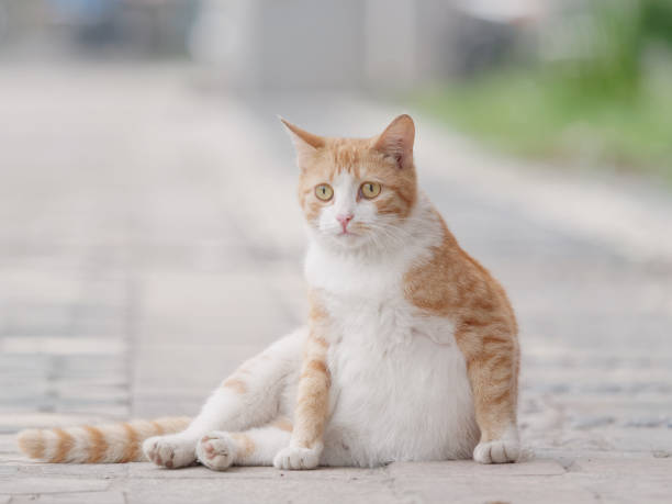 Beautiful pregnant yellow tabby cat sitting outdoor and looking to the side, homeless domestic cat.