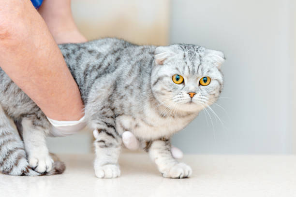 The vet checks the cat's stomach.The Scottish Fold cat is standing on the table.Clinic appointments, pregnancy, childbirth.Close-up.