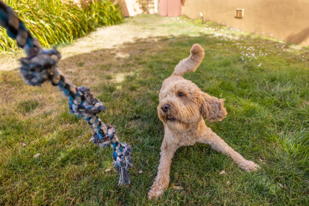 High quality stock photo of a Goldendoodle playing tug-of-war outside.