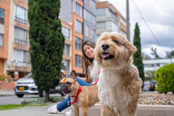 Latin American woman enjoys and strolls relaxedly with her two dogs through city streets on a sunny day. Woman walks her dogs in the street.