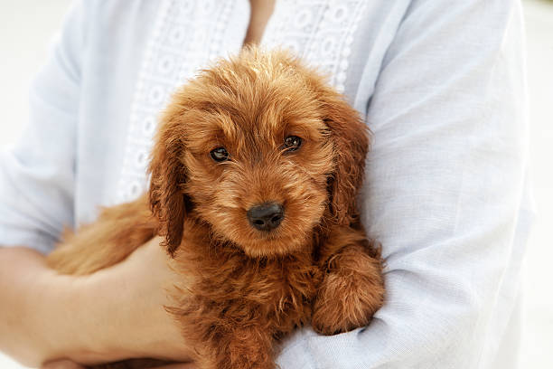 Close up of miniature golden doodle in the arms of her owner looking at the camera