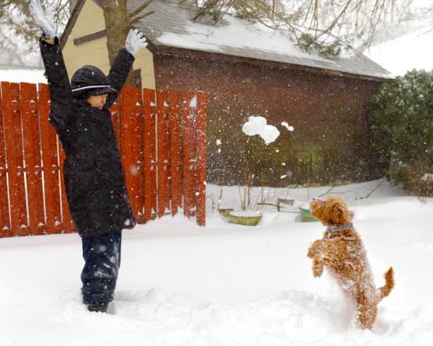 Mature asian woman playing the snow with her miniature golden doodle.