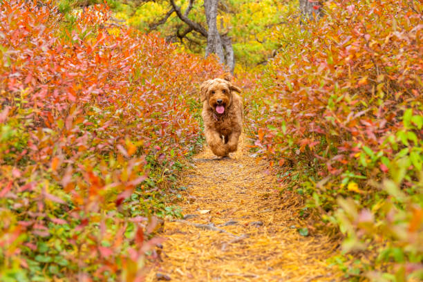 young miniature golden doodle enjoying off-leash run on hiking tail in autumn weather.  3 year old female Minature Golden doodle.