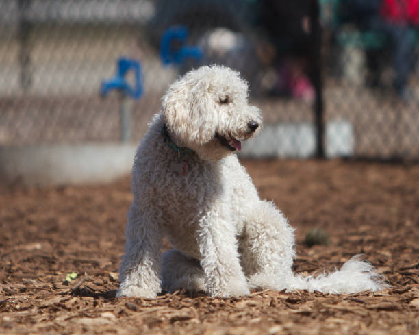 Goldendoodle puppies playing in yard on grass