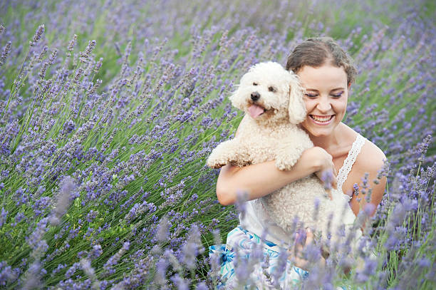 Beautiful young woman posing in lavender field with maltese poodle. Blurred image. Brje pri Koprivi, Slovenia, Europe.