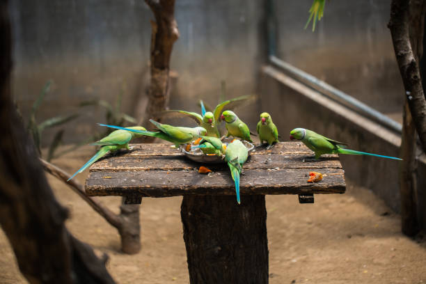 parrots eating food