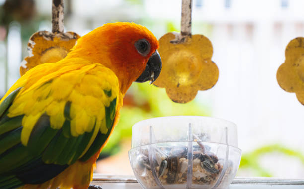 Adorable, intelligent, yellow-orange parrot, a thousand sun conures, standing to eat, food in a cup, which is a combination of grains. at the window not caged able to fly around freely