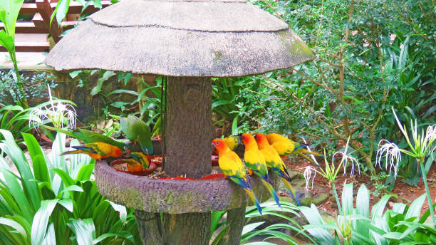 Photo taken in Singapore. Colorful parrots eat in a bird park Singapore