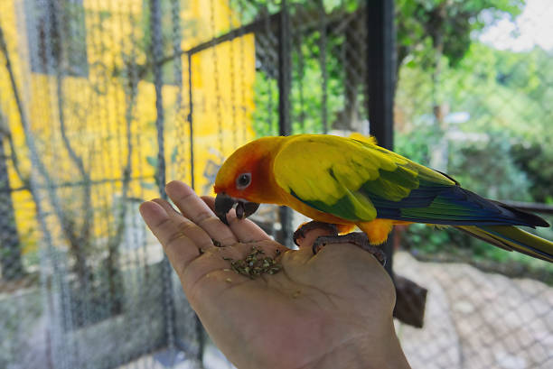 feeding parrot on hand colorful parakeet or parrots with grain on hand. People hand feed seed to the bird. The bird bends down to eat. Pet and zoo activities concept.