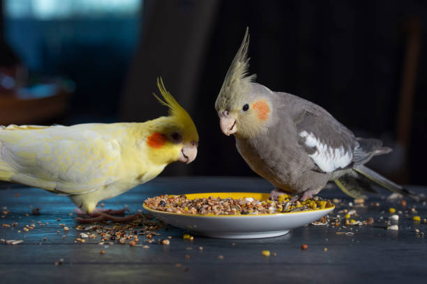 Two gray and yellow cockatiels eat bird food from a saucer.