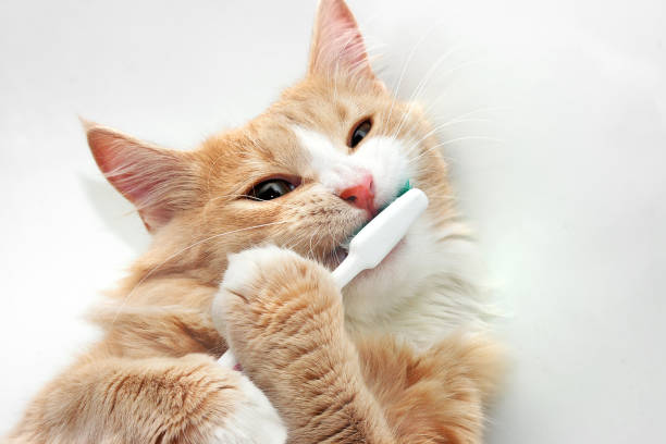 Funny cat is playing with toothbrush in the bath tub