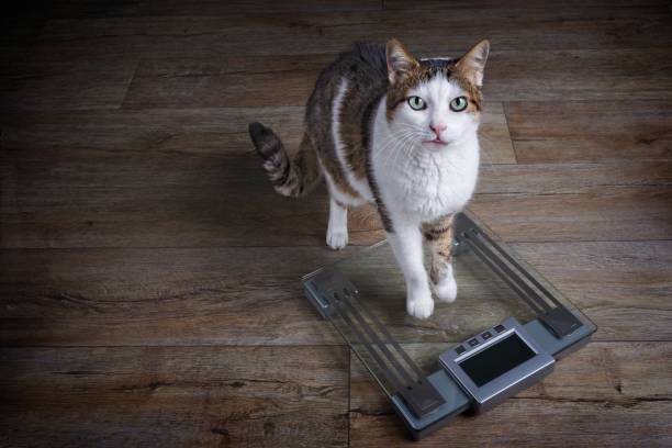 Cute tabby cat gets on the scale and looking to the camera.