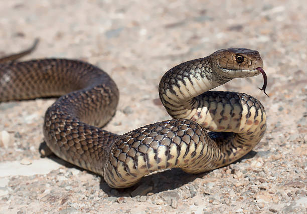 The deadly venomous but beautiful eastern brown snake (Pseudonaja textilis)