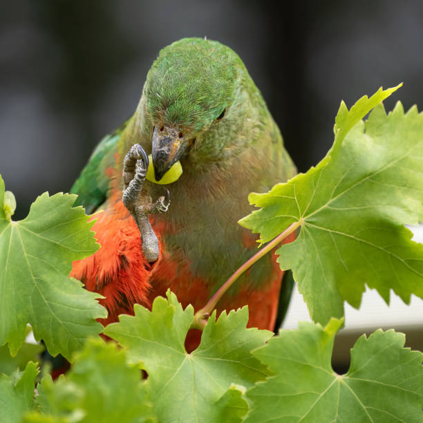 Young King Parrot close up with grape in mouth