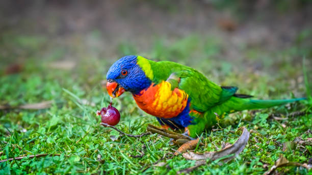 Can Parrots Have Grapes