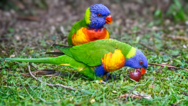 Australian native rainbow lorikeet eating grapes on the ground